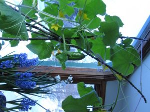 Cucumbers growing in a southwest facing window in February-- these were sown in early December. If you sow in February, they should be at this stage at the middle of April. 