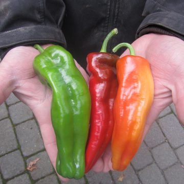 aconcagua sweet pepper seeds