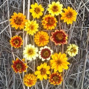 bush-zinnia-golden-mix