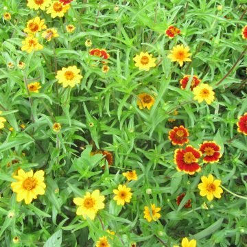 zinnia bush golden seed mix