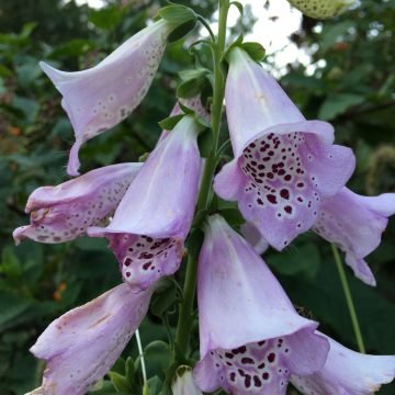 Purple Foxglove Flower Seeds
