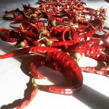 cayenne hot pepper seeds
