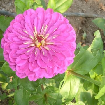 Zinnia Purple Dahlia Seeds