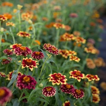 aztec sunset zinnia
