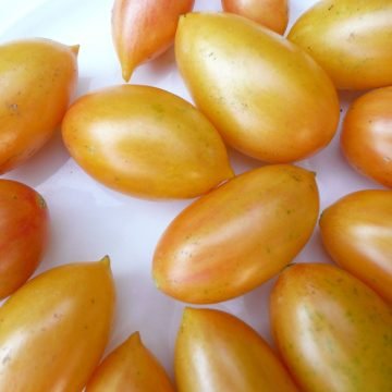 Blush Cherry Tomato Seeds