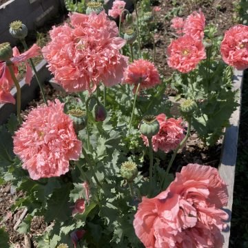 Salmon Frills Poppy 479