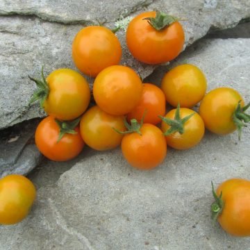 California Sunshine Tomato Seeds