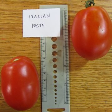Hungarian Italian Tomato Seeds