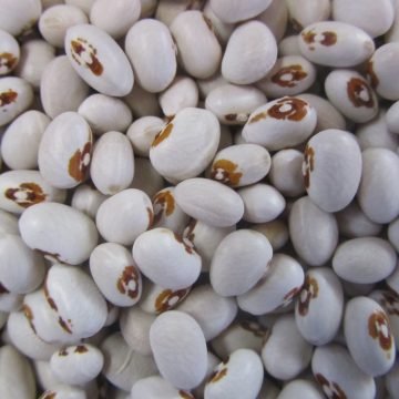 Maine Yellow Eye Seeds