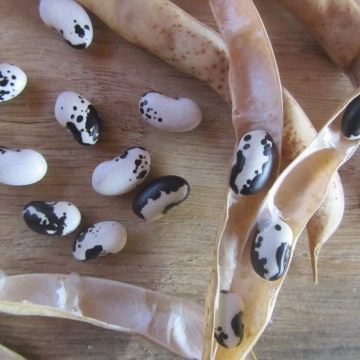 Orca soup bean seeds