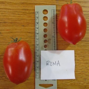 Organic Roma Tomato Seeds
