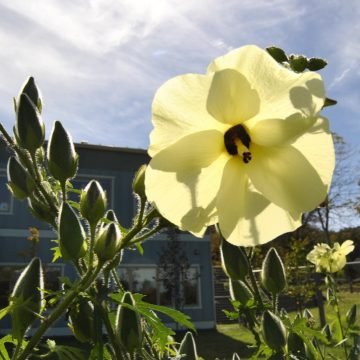 Hibiscus Manihot