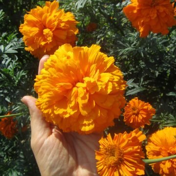 Pesches Gold Marigold Seeds