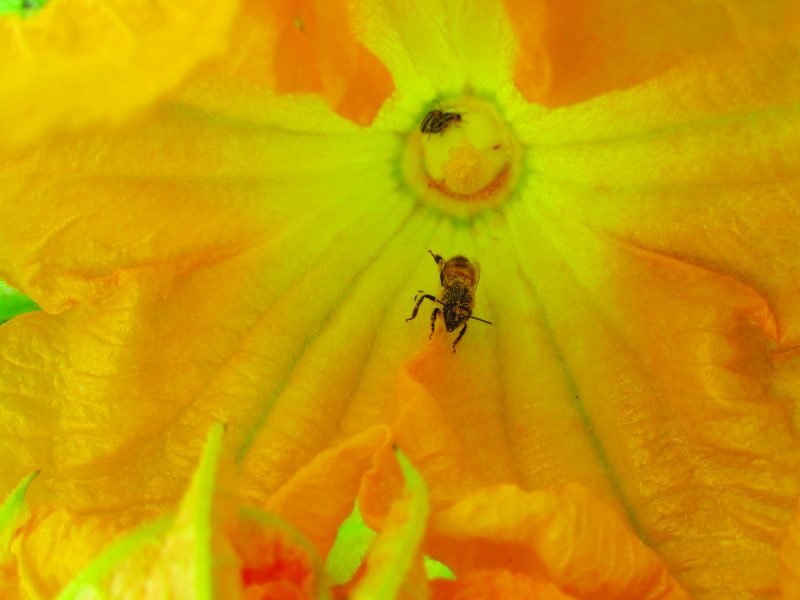 Organic and biodynamic Organic and Biodynamic