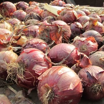 Round red onions