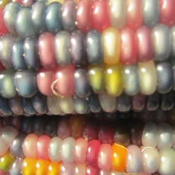 Glass Gem corn