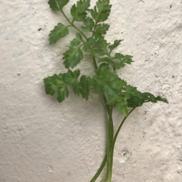 chervil leaves