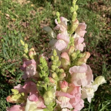Pale pink Snapdragons