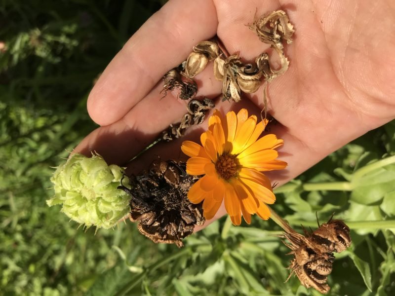 calendula flower, immature seed head, seed head & seeds
