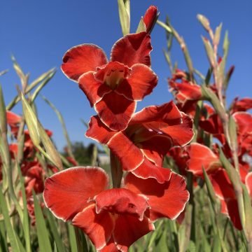 Atom Gladioli Flower Corms 702