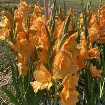 Peter Pears Galdioli Corms 700