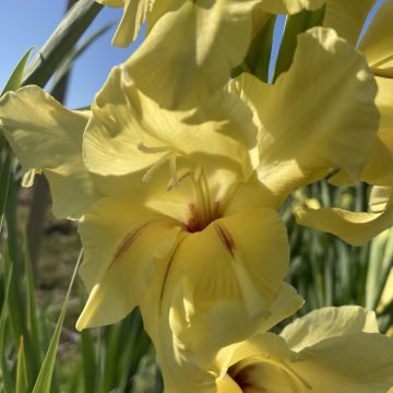 Nova Lux Gladioli Flower Corms 701