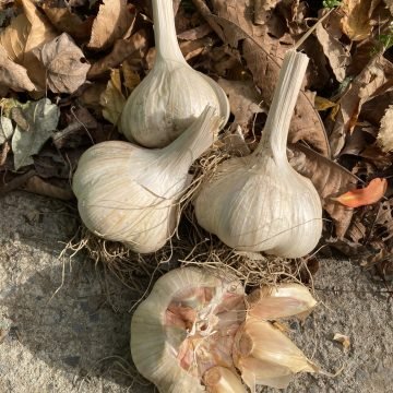 Camphill Wedding Garlic 790