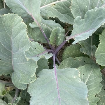 Old Timey Blue Collards 115