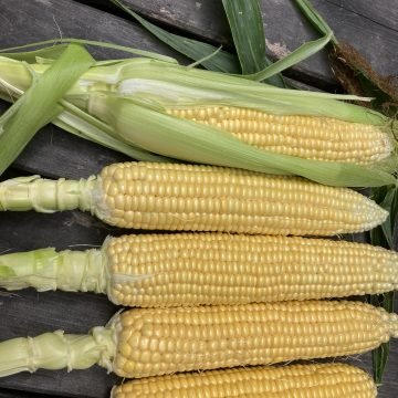 NEW! Mezdi Super Sweet Corn 842